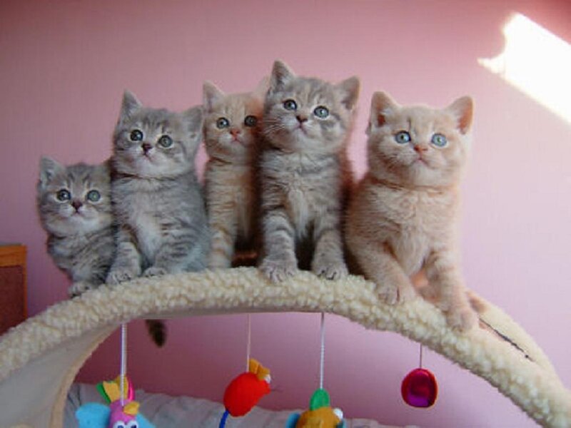 Five Kittens on Cat Tree