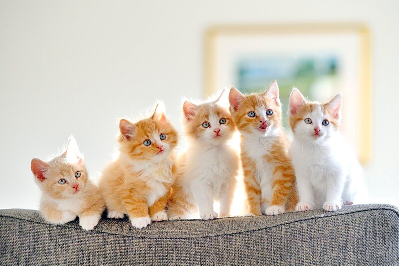 Five Kittens on Couch — Orange