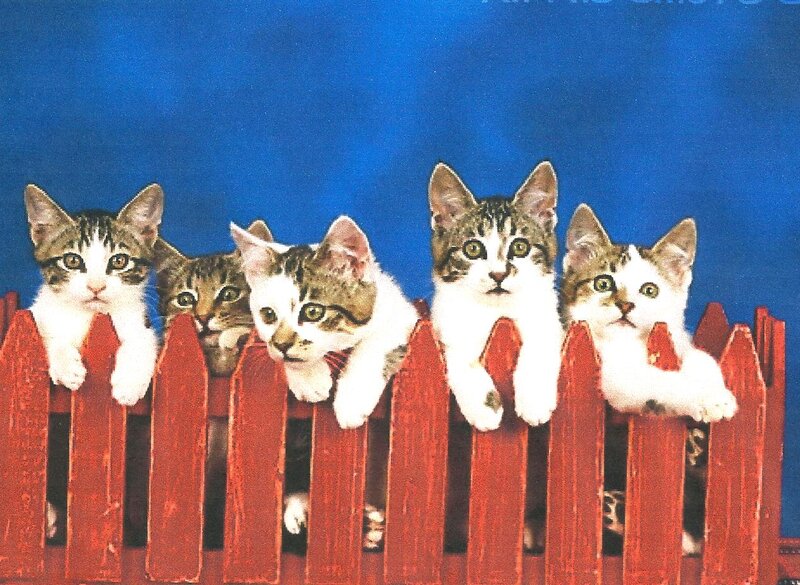 Five Kittens on Fence