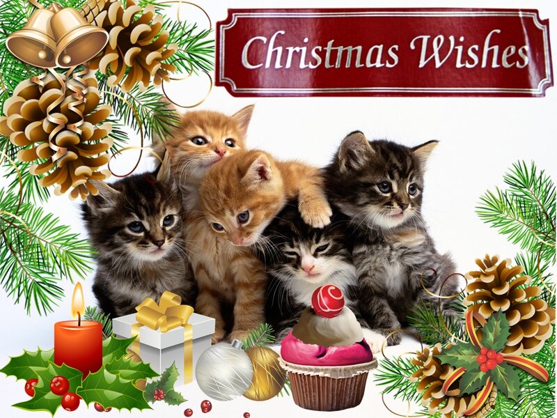 Five Kittens on Holiday