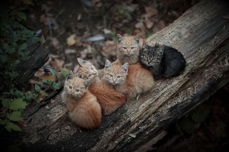 Five Kittens on Log