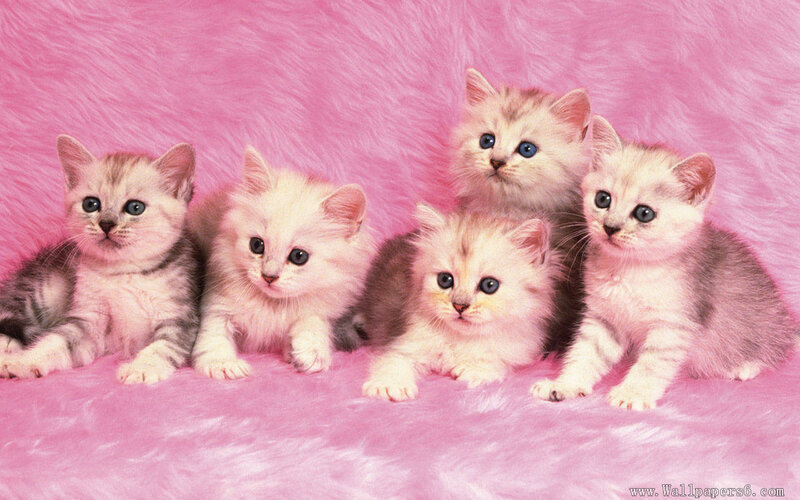 Five Kittens on Pink — Cute
