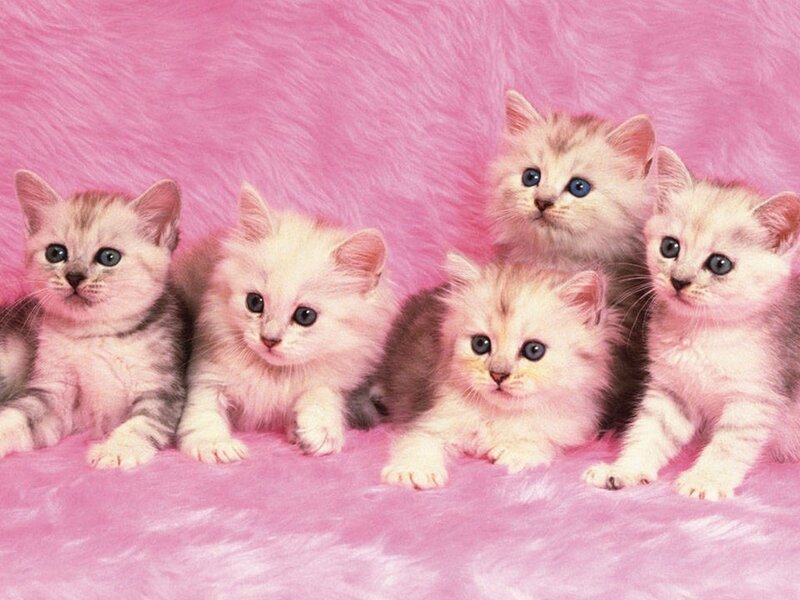 Five Kittens on Pink Surface