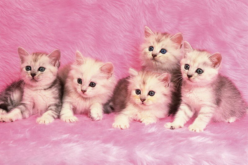 Five Kittens on Pink