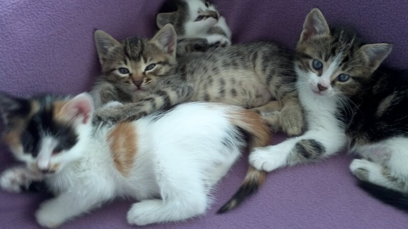 Five Kittens on Purple