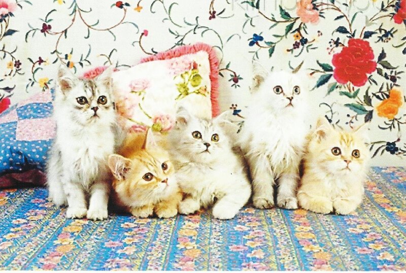 Five Kittens on Rug
