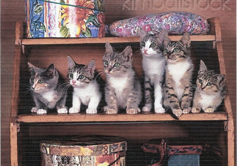 Five Kittens on Shelf — Brown