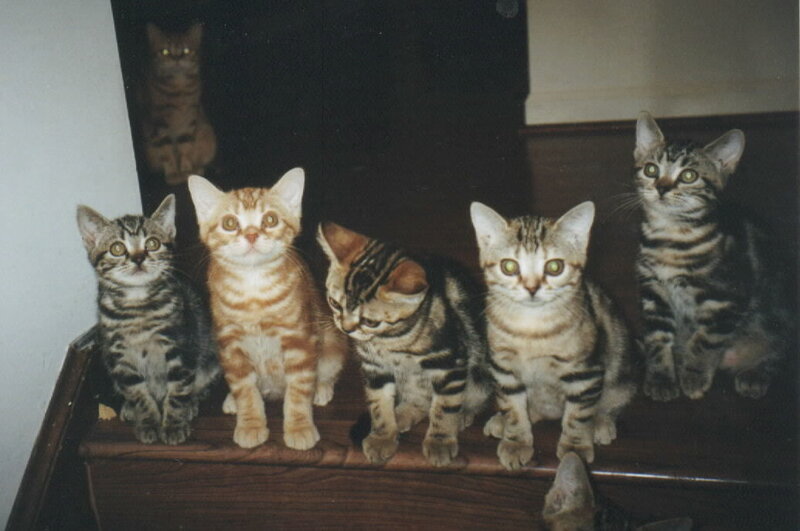 Five Kittens on Stairs