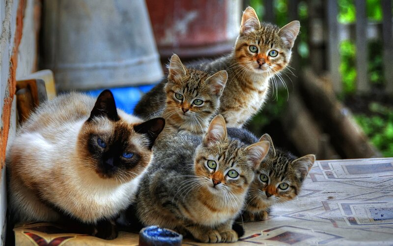Five Kittens on Table — Brown