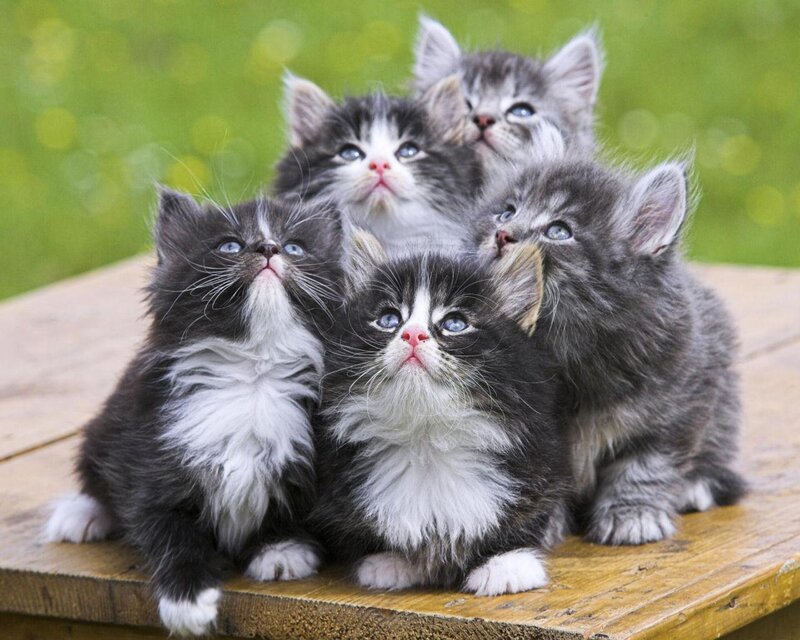 Five Kittens on Wood — Gray, Curious, Afternoon, Photograph, Wooden Surface, Grass