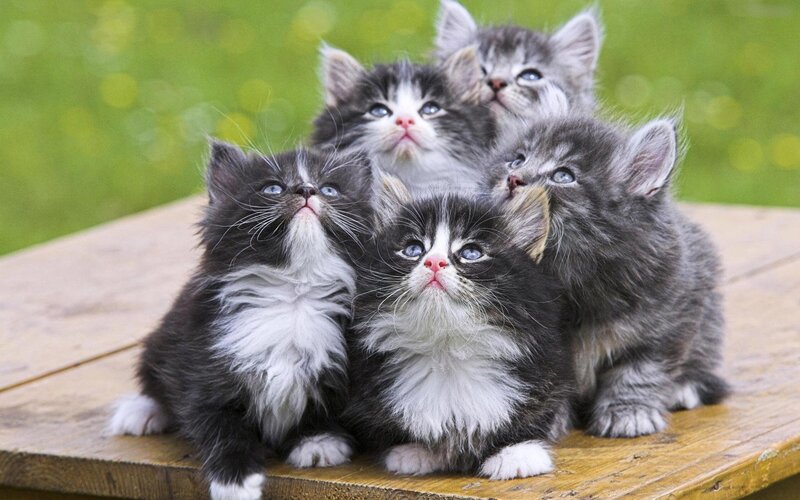 Five Kittens on Wood — Gray, Curious, Afternoon, Photograph, Wooden Surface