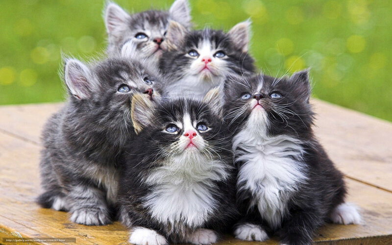 Five Kittens on Wood — Gray, Curious, Afternoon