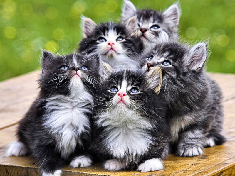 Five Kittens on Wood — Gray, Curious, Photograph