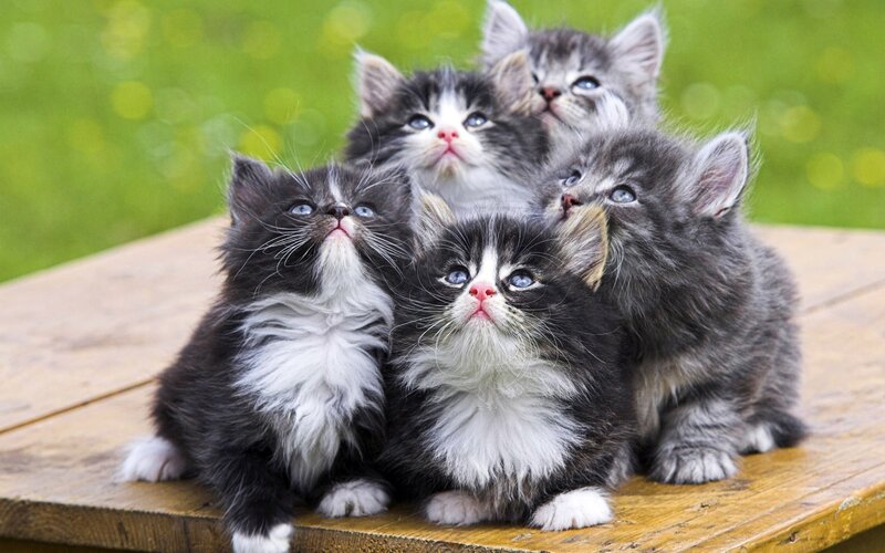 Five Kittens on Wood — Gray, Curious, Photograph, Wooden Surface, Green Background