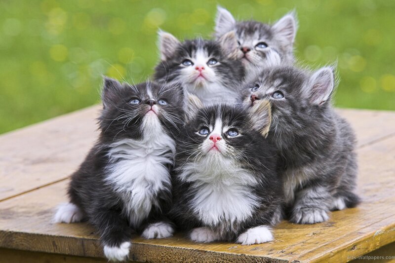 Five Kittens on Wood — Gray, Curious