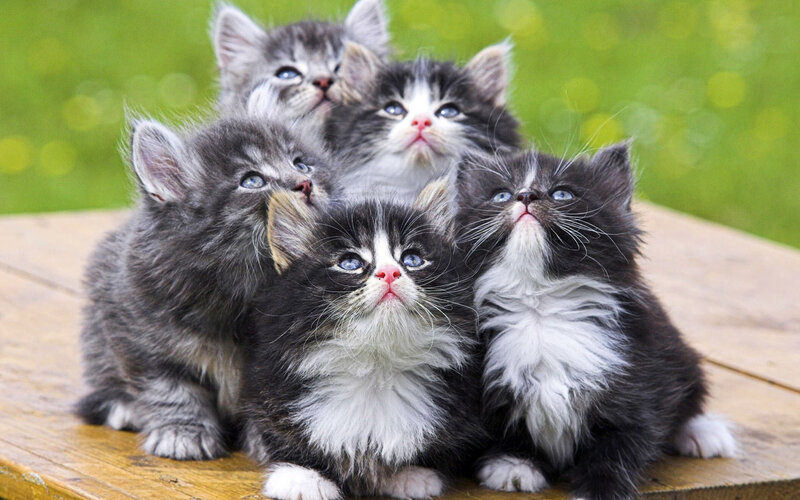 Five Kittens on Wood — Gray