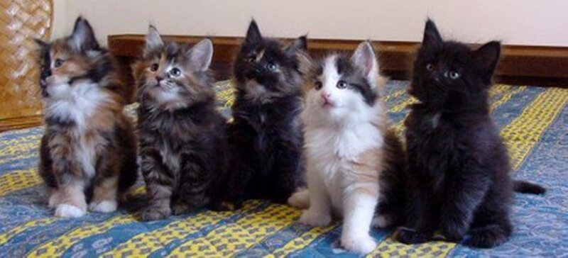 Five Kittens Sitting — Black