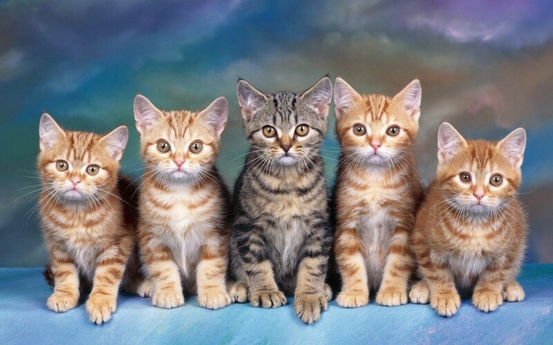 Five Kittens Sitting