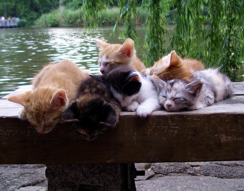 Five Kittens Sleeping — Brown