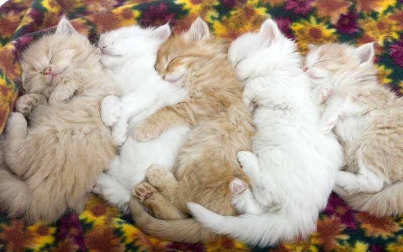 Five Kittens Sleeping