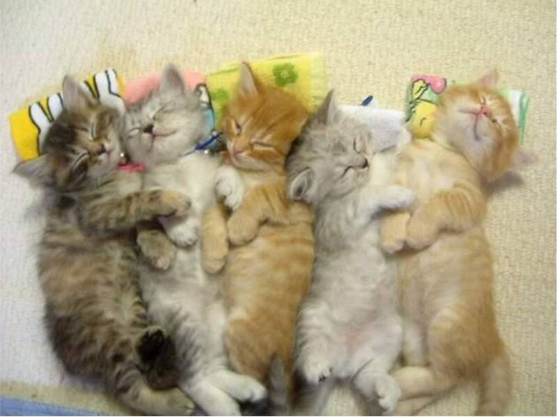 Five kittens sleeping together