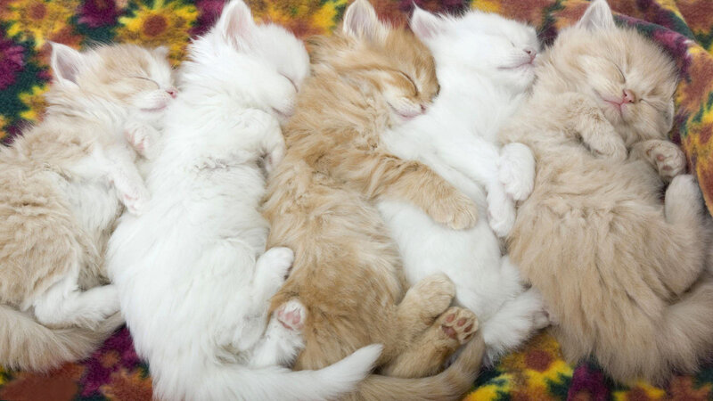 Five Kittens Sleeping — White