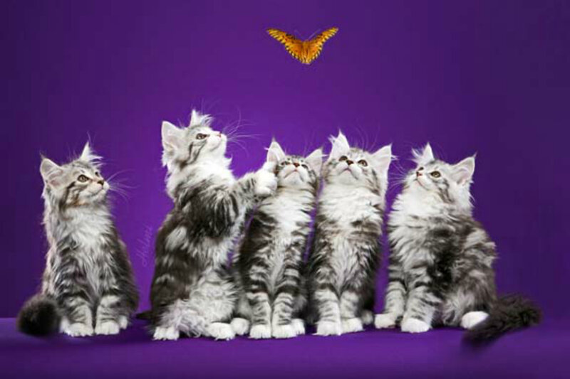 Five Kittens with Butterfly