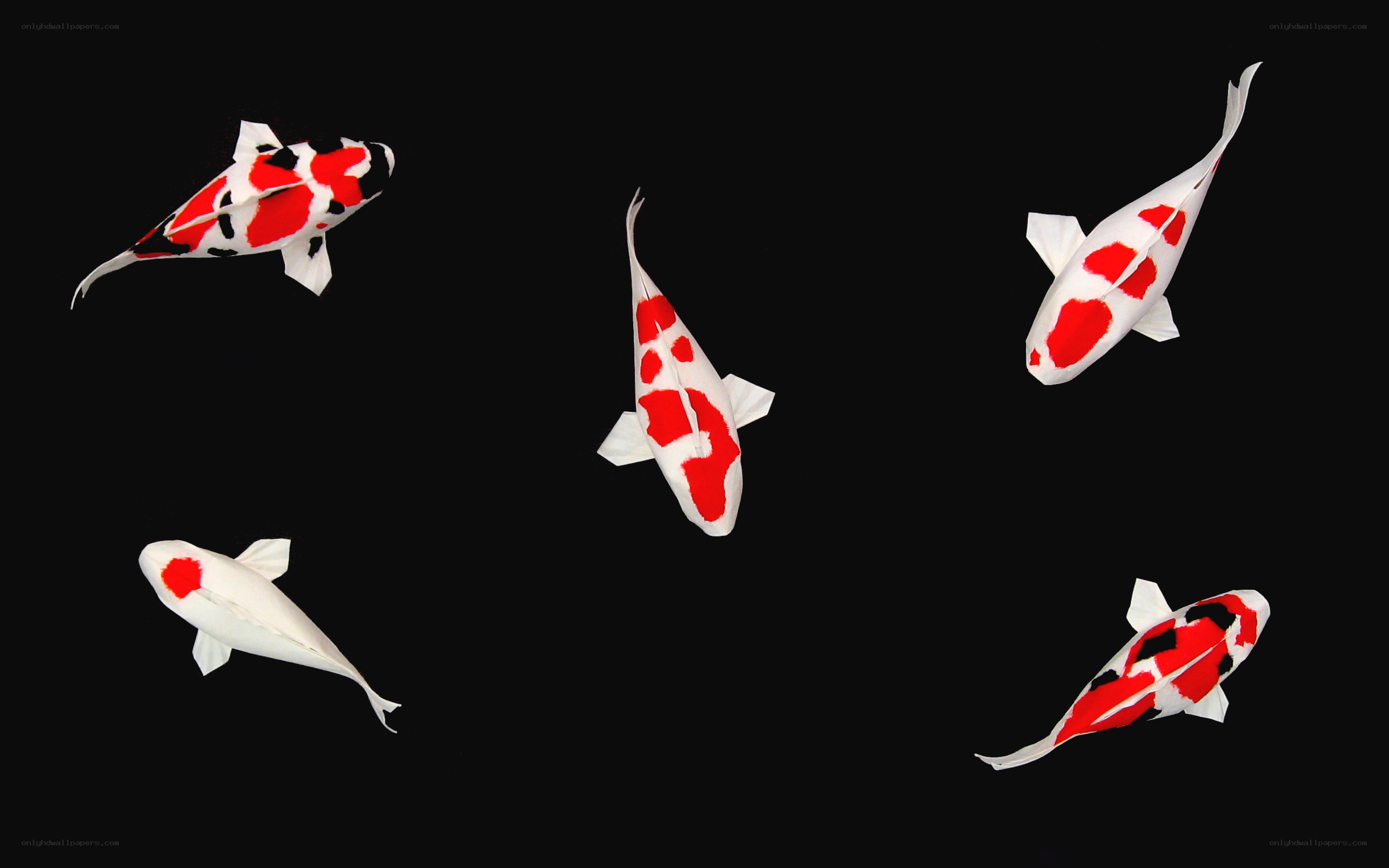 Five koi fish on black