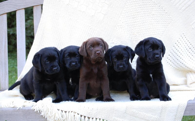 Five Labrador Puppies — Black, Calm