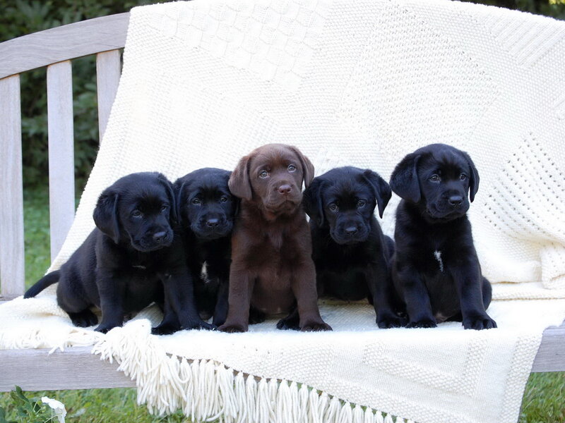 Five Labrador Puppies — Black