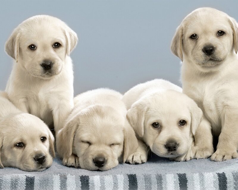 Five Labrador Puppies — White, Calm, Photograph, Blanket, Blue Background