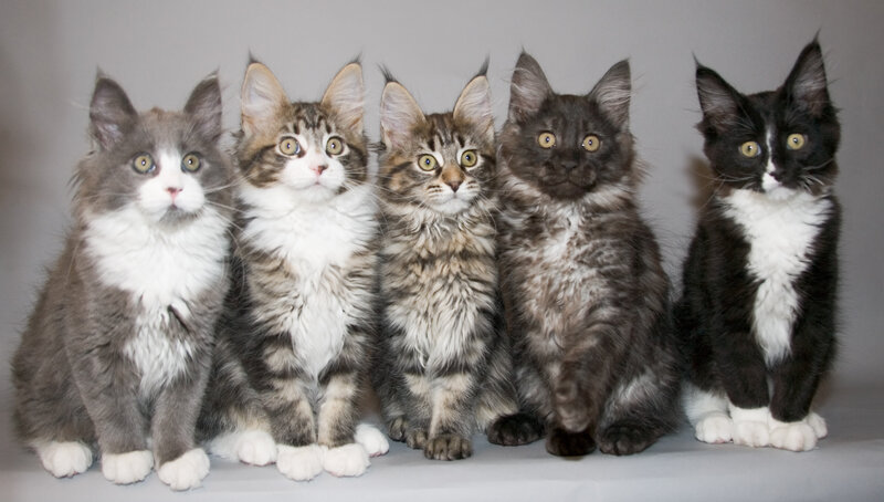 Five Maine Coon Kittens — Gray, Calm