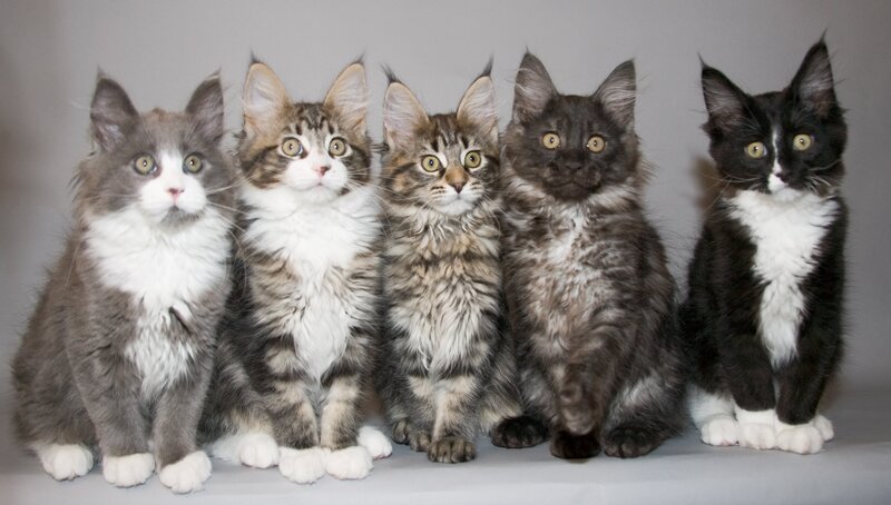 Five Maine Coon Kittens — Gray