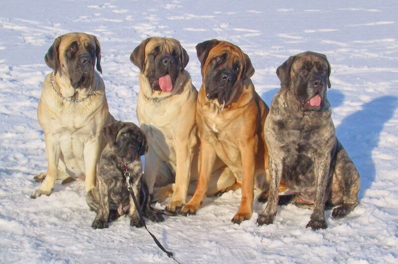 Five Mastiff Dogs