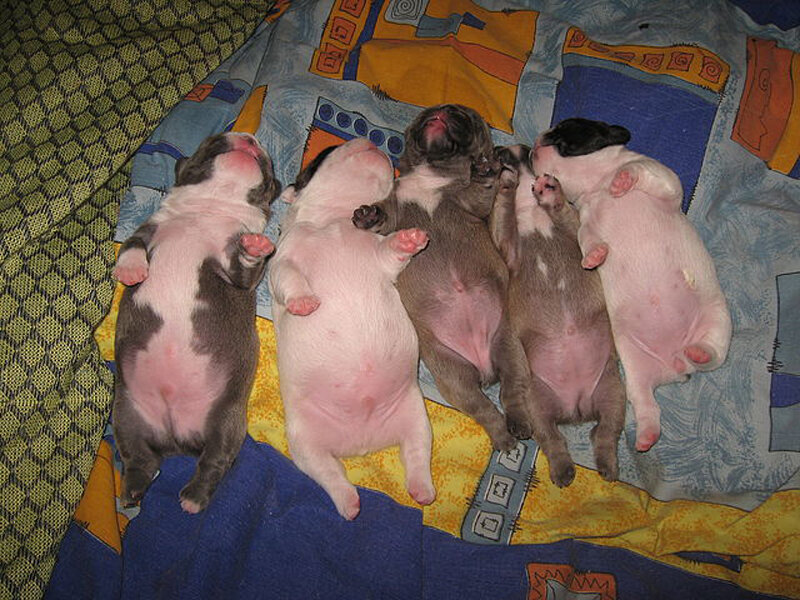 Five Newborn Puppies