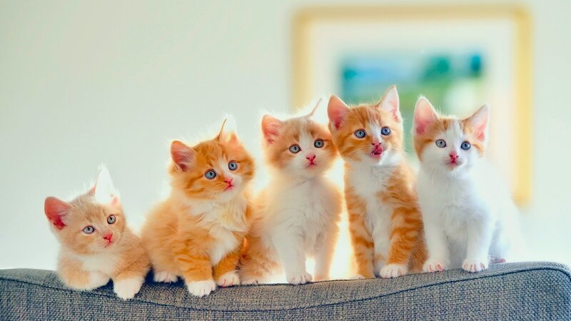 Five Orange and White Kittens