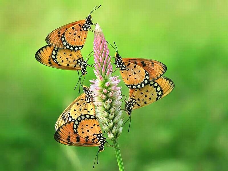 Five Orange Butterflies