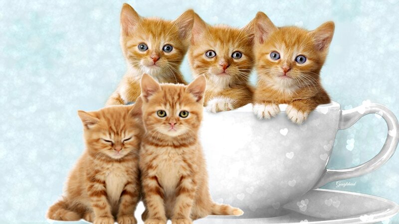 Five Orange Kittens