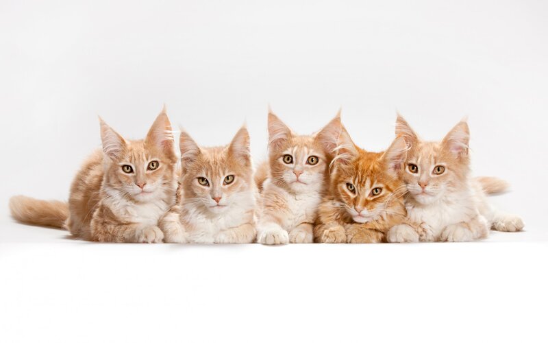 Five Orange Tabby Kittens