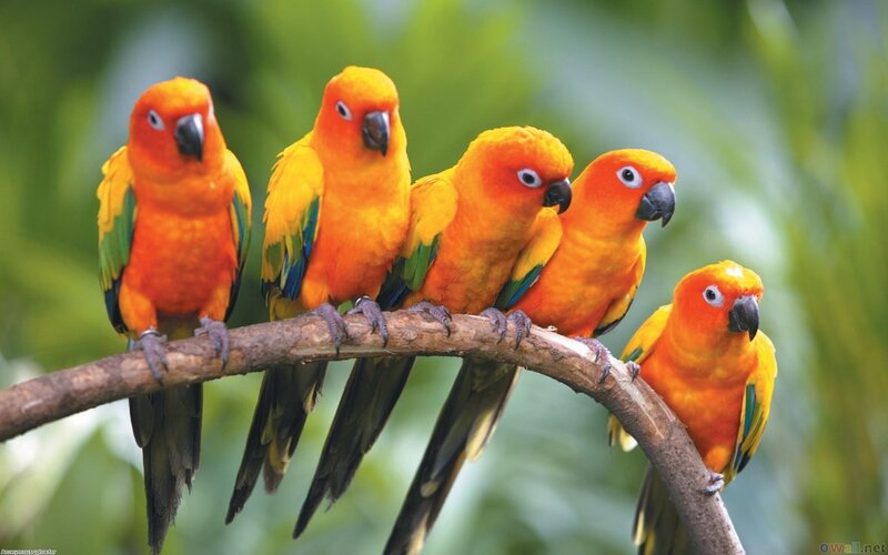 five parrots on a branch