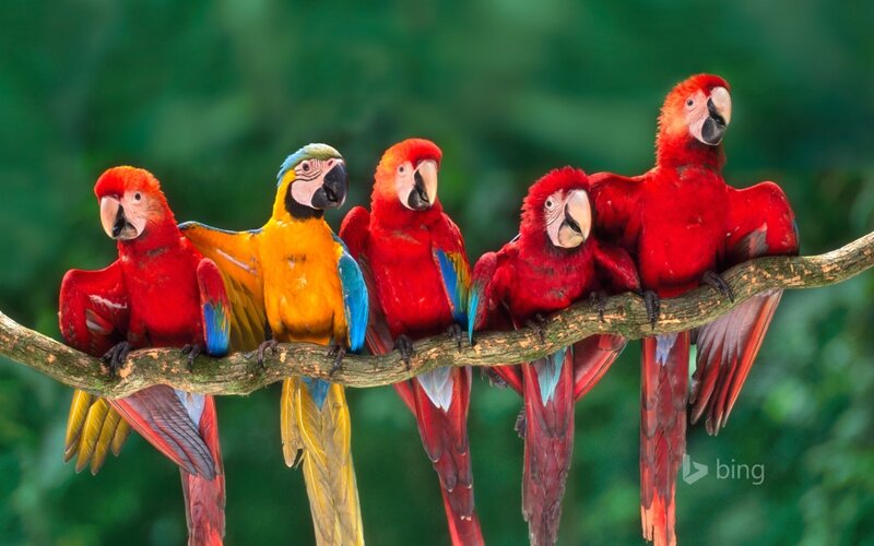 Five Parrots on a Branch — Red