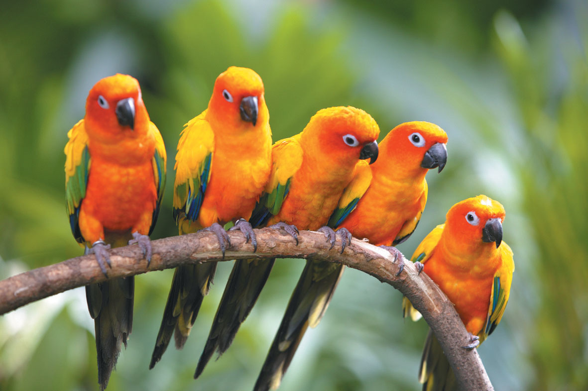 five parrots on a branch