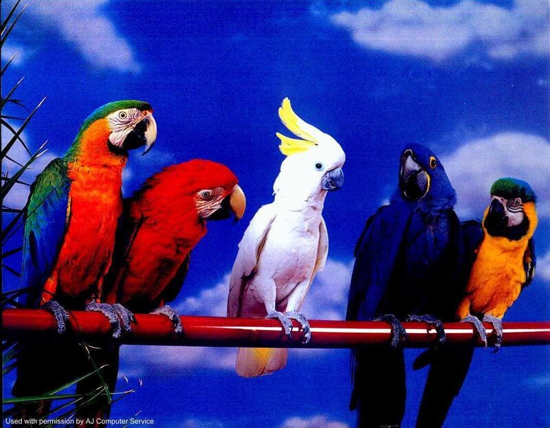 Five Parrots on a Perch — Blue