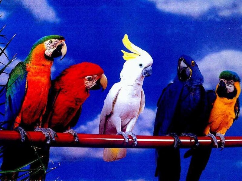 Five Parrots on a Perch