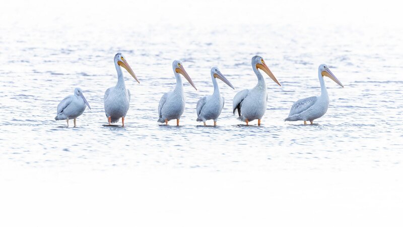 Five Pelicans in Water