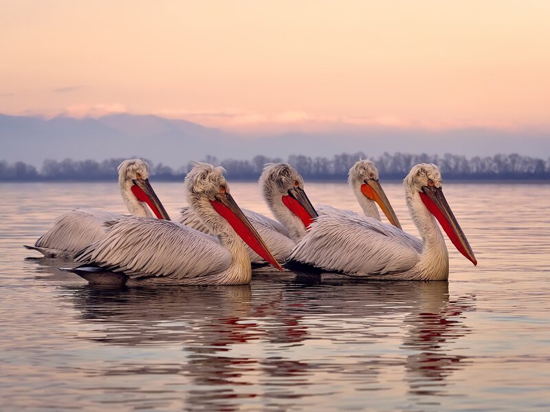 Five Pelicans on Water