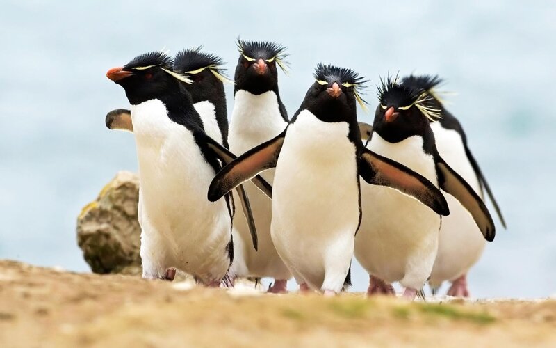 Five Penguins Standing