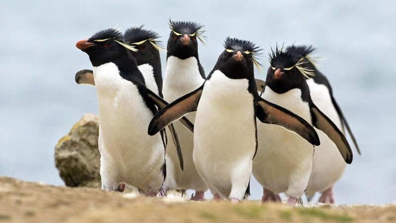 Five Penguins Walking — Black, Natural