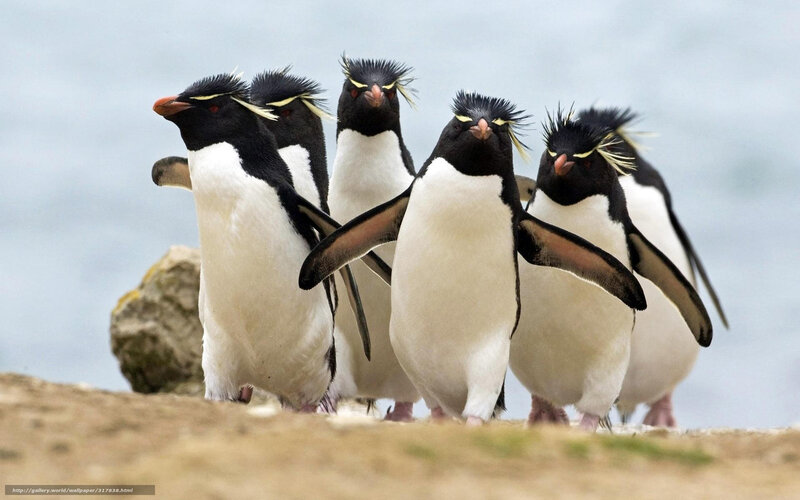 Five Penguins Walking — Black