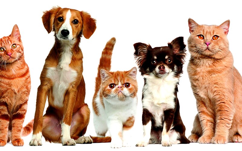 Five Pets Sitting